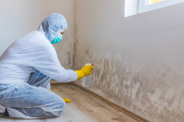 Licensed Black Mold Removal service in Boonton, NJ - WQB Mold Removal