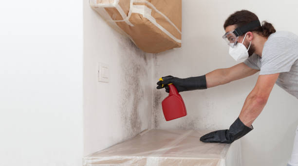 Professional Black Mold Removal technician working in Boonton, NJ