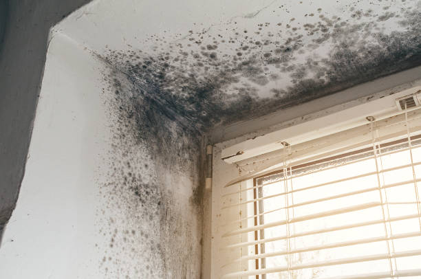 Affordable Black Mold Removal solutions in Boonton, NJ